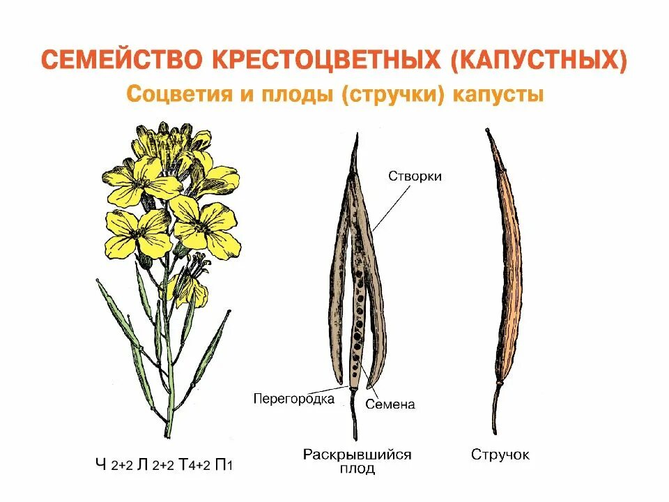 Семейство крестоцветные соцветие. Плоды крестоцветных капустных. Стручочек крестоцветных. Семейство крестоцветные строение цветка.