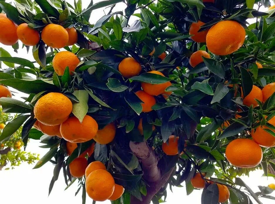 мандарин уншиу дерево. уншиу широколистный. абхазия мандарины на дереве. мандариновое дерево плоды. мандарин дарахти.