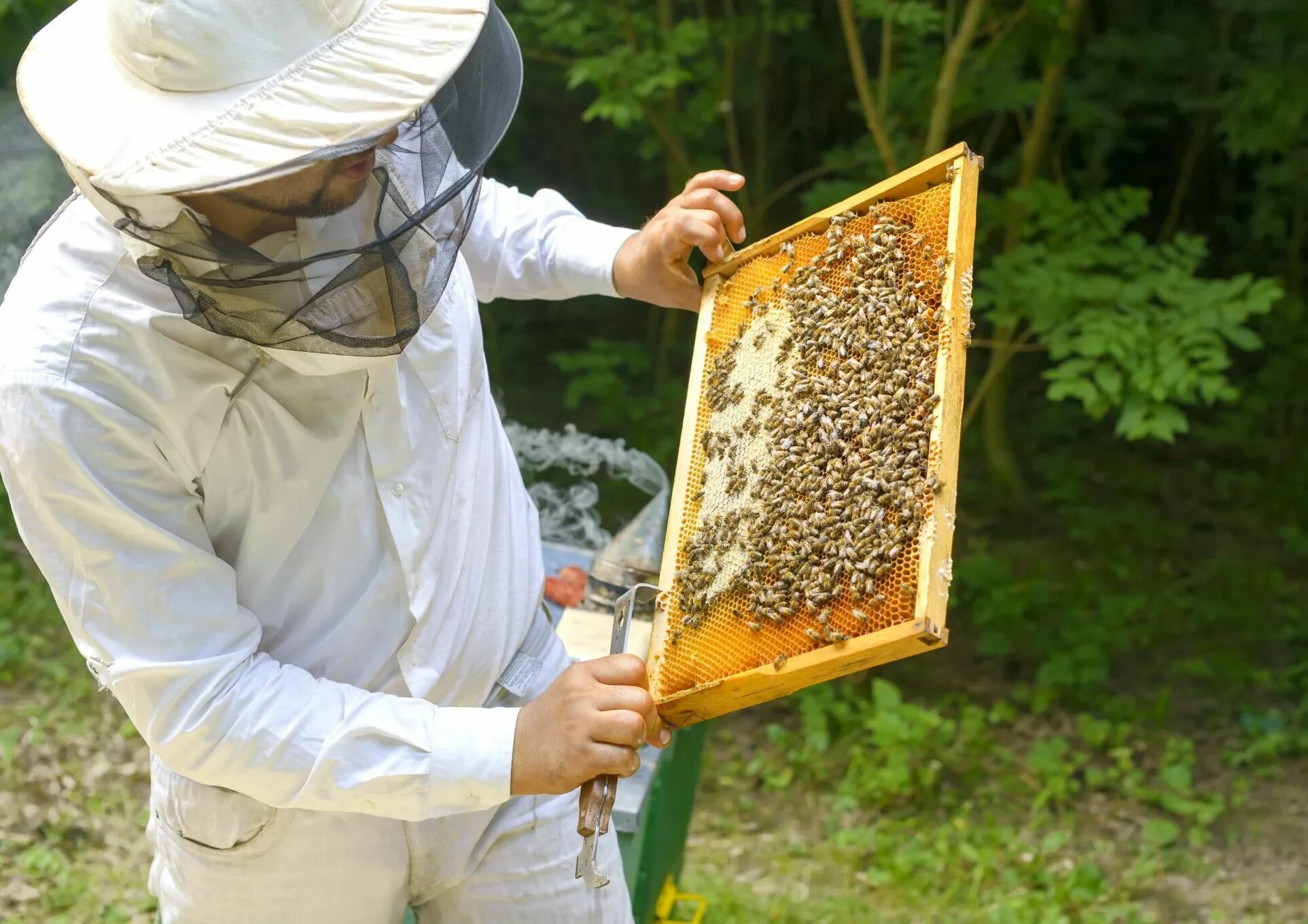 Пчелы пасека. Пчеловодство мед. Пчеловод картинка. Медовый улей.