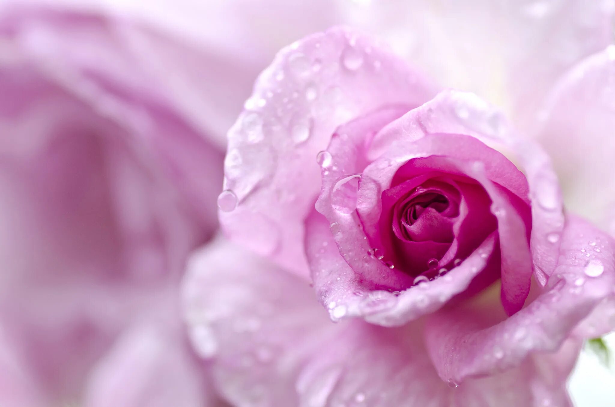 Картинки розов. Нежный цветок. Нежные цвета. Нежные розовые цветы. Нежно розовые цветы.