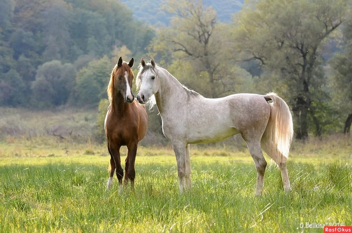 Лошади 20 лет. Пастораль лошади. Красивые картинки лошадей на природе. Грациозная лошадь. 20 Лошадей.