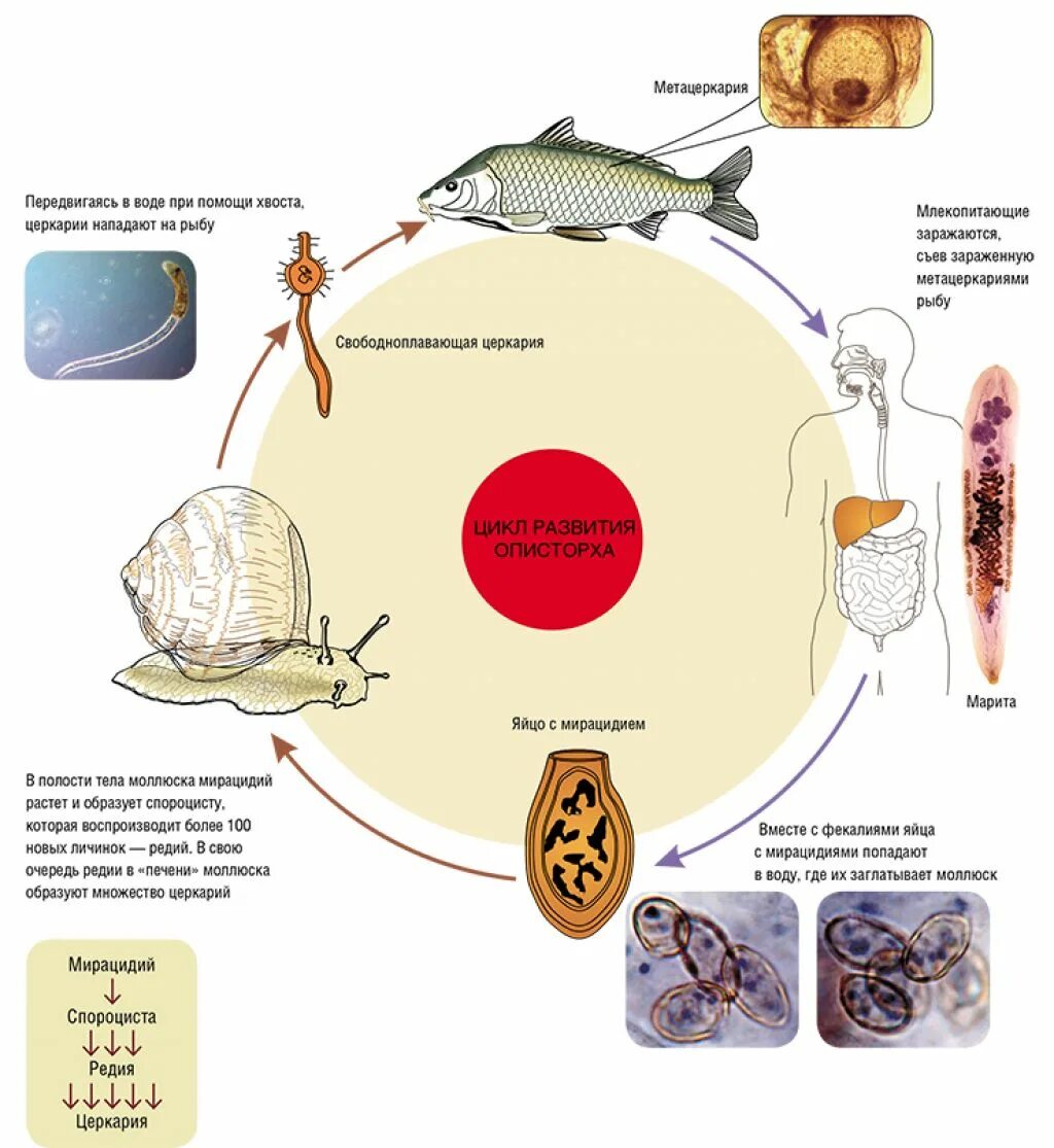 Opisthorchis felineus жизненный цикл. Жизненный цикл описторхоза схема. Стадии жизненного цикла Opisthorchis felineus. Жизненный цикл кошачьей двуустки Opisthorchis felineus..