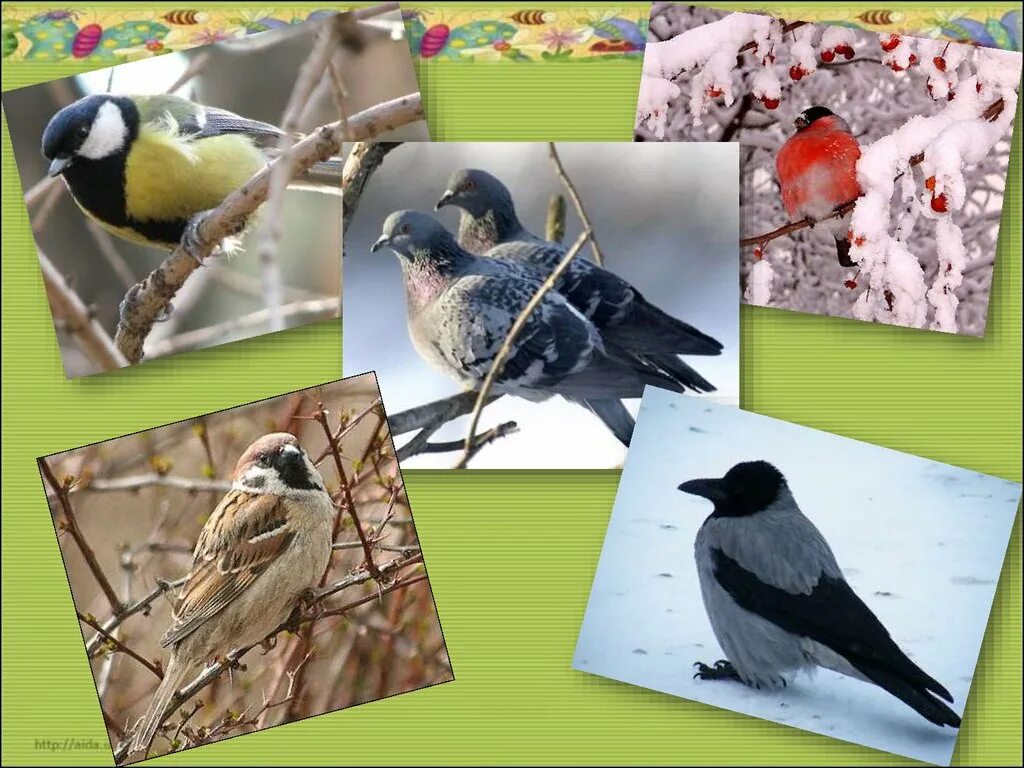 Перья птиц окружающий мир 1 класс. Птицы урок 1 класс. Птицы урок 1 класс. Птицы для презентации. Карточка птицы 1 класс.