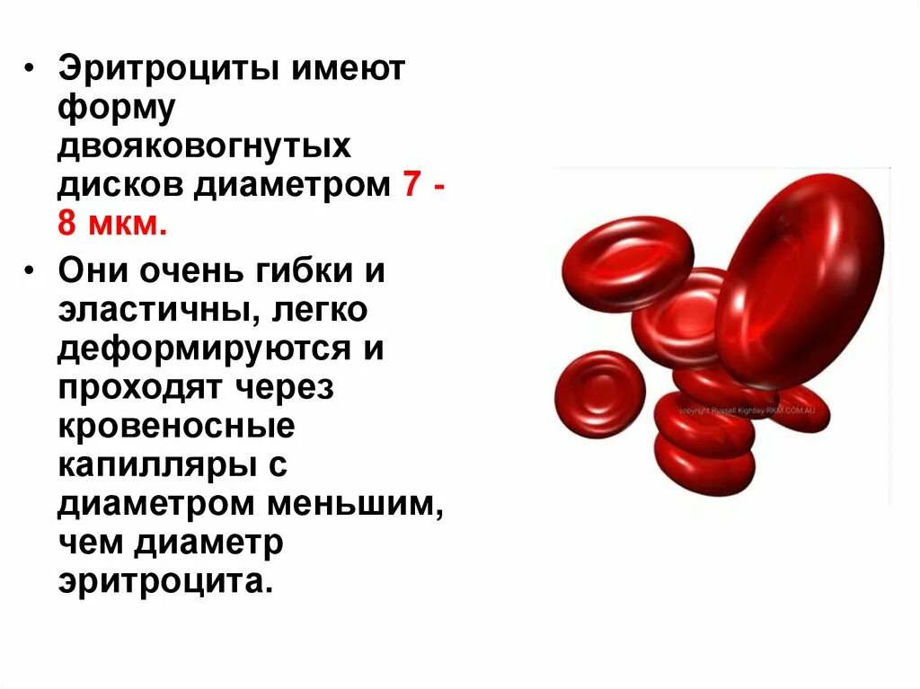 Эритроциты, имеющие форму двояковогнутого диска. Двояковогнутая форма эритроцитов. Эритроциты двояковогнутые. Эритроциты в крови. Крови в легкой форме