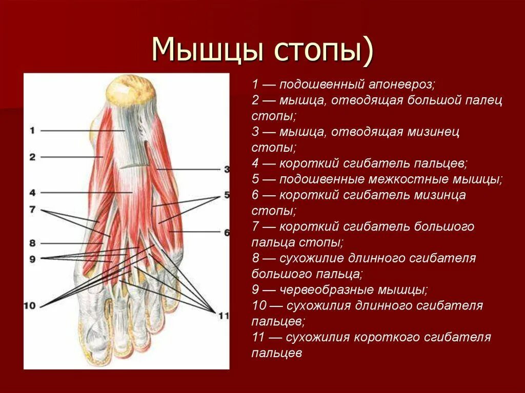 Строение мышц и сухожилий стопы. Медиальная группа мышц стопы. мышцы стопы анатомия подошвенная. мышцы ступни человека анатомия. мышцы стопы анатомия человека.