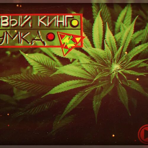 Ленивый кинг. Огромный куст ленивый кинг. ленивый кинг умка. ленивый кинг фото.