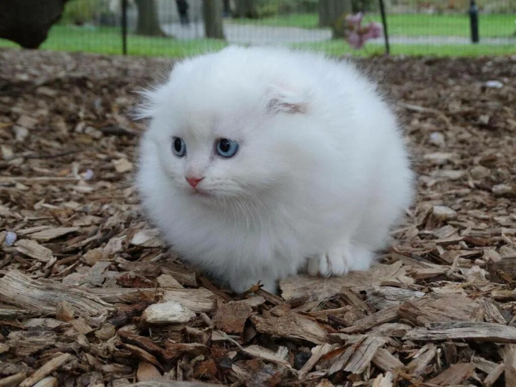 Как называется маленький котенок
