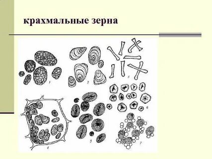 Виды крахмальных зерен