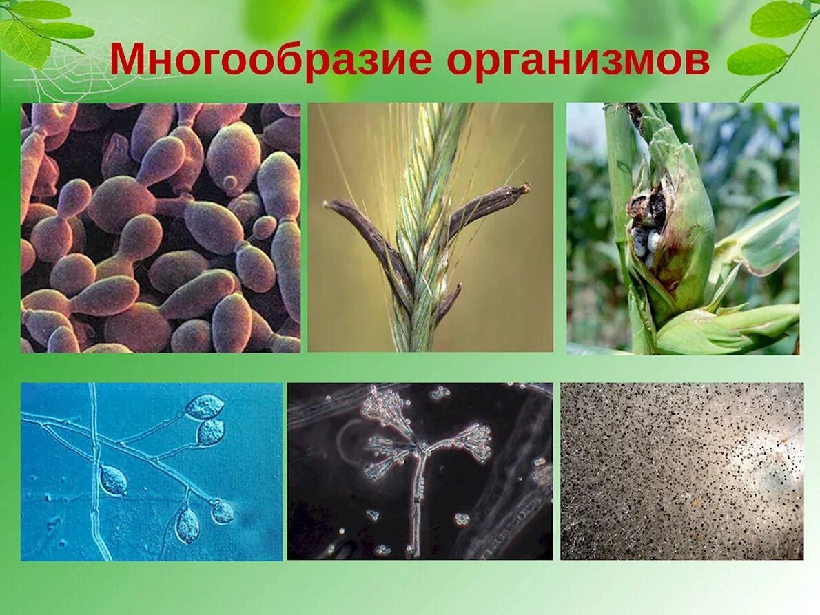 1 разнообразие живых организмов. Разнообразие организмов. разнообразие живых организмов. многообразие видов живых организмов. многообразие организмов организмы.