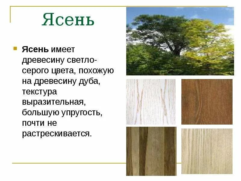 Ясень дерево структура древесины. Текстуры пород древесины. Ясень структура породы древесины. Характеристика дуба. Дуб разновидности древесины.
