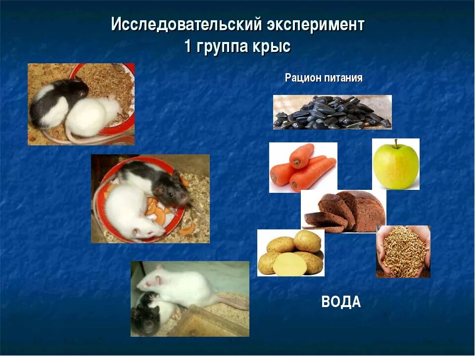 Можно давать крысам сыр