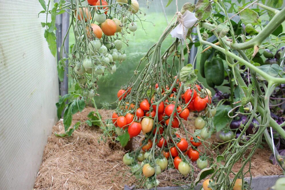 томат поцелуй герани geranium kiss. помидоры герань. черри поцелуй герани. гераниум кисс. томат поцелуй герани geranium kiss.
