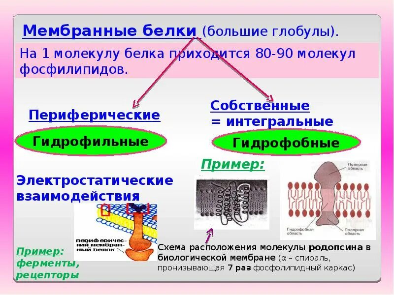 Интегральный белок функции. Периферические мембранные белки. интегральные и периферические белки. функция интегральных белков мембраны. интегральные белки функции.