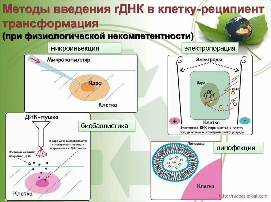 Методы введения днк. Методы трансформации клеток. Методы введения ДНК В клетку. Электропорация растений. Методы введения ДНК В клетки растений.