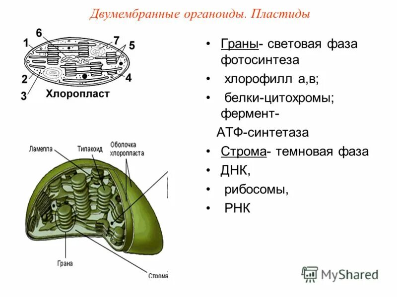 Хлоропласты синтез белка. Двумембранный органоид пластиды. Пластиды строение ЕГЭ. Пластиды хлоропласты строение. Строение двухмембранные органеллы.