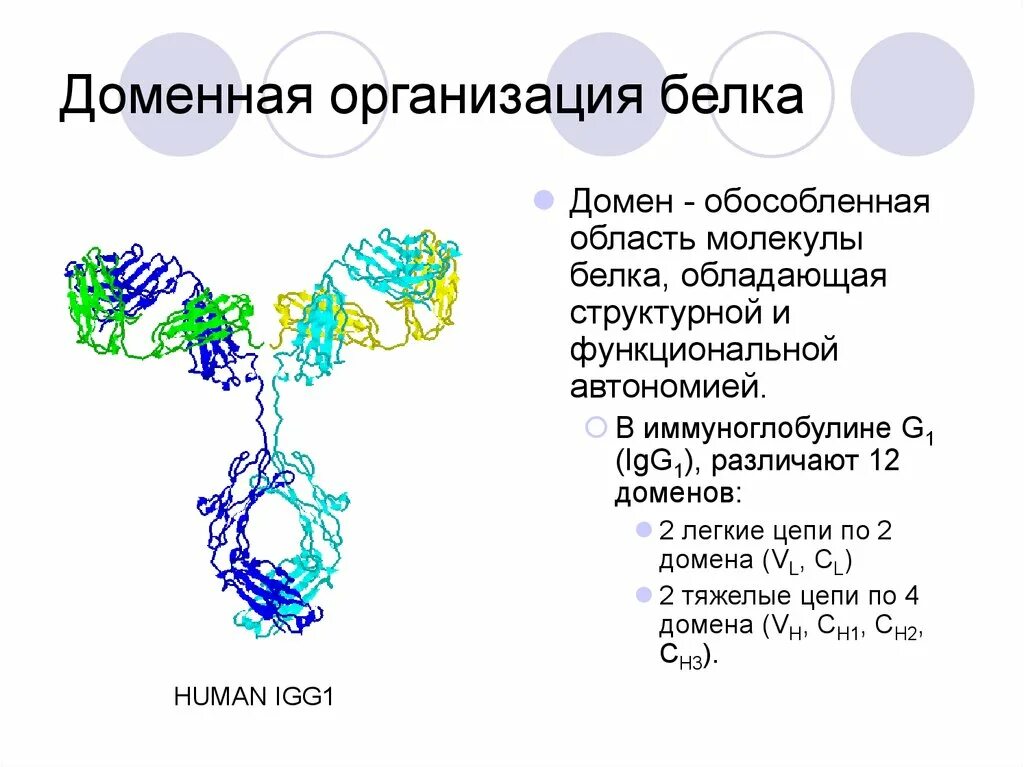 Доменная организация белков. Вторичная структура белка домены. Доменное строение белков. Домен белка это биохимия.