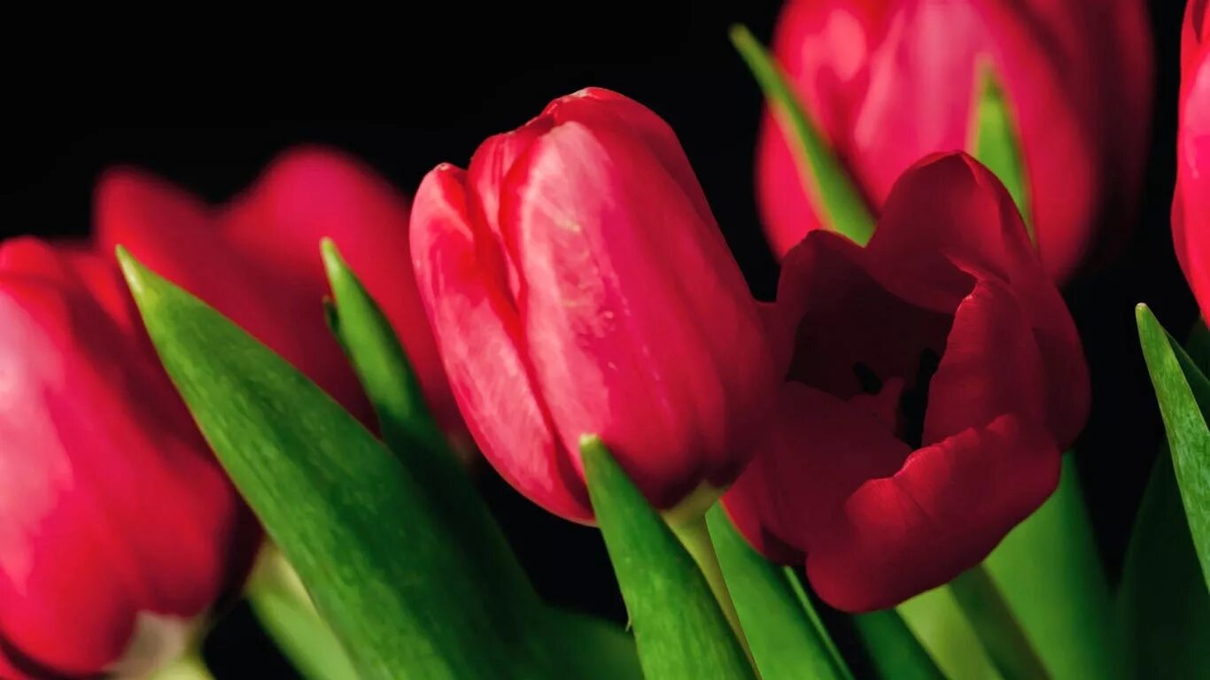 Voicemail тюльпан. Тюльпан пинк. Розовые тюльпаны. Тюльпан красивенький. Красивые тюльпаны на экран.