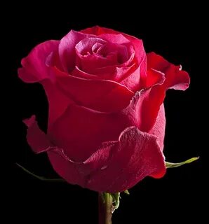 Hard rose
