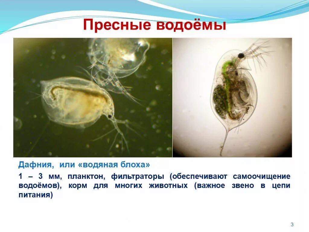 Дафния цепь питания. Дафния планктон. Класс ракообразные дафнии. Пресноводные простейшие. Зоопланктон пресноводных водоемов.