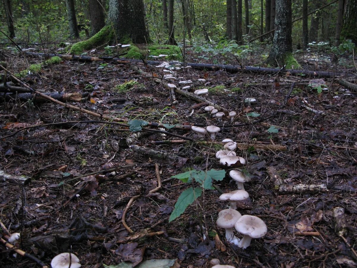 Где в каком лесу растут грибы. Грузди Лесные. Поляна груздей. Грузди грибы Поляна. Грибная Поляна груздей.