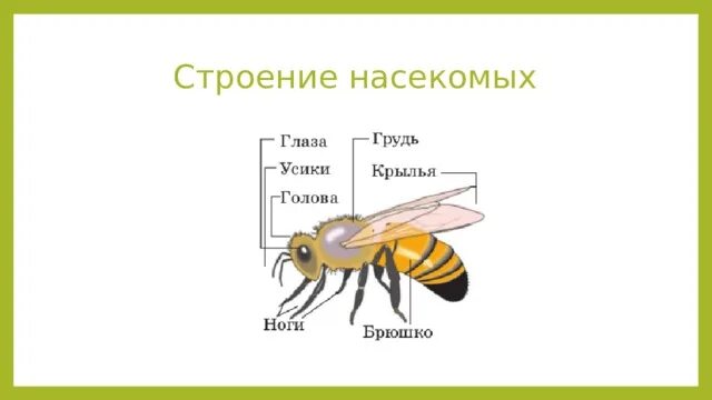 Строение насекомых. Строение насекомых 2 класс. строение насекомых задание. строение насекомых 1 класс окружающий мир. строение насекомых 2 класс окружающий мир.