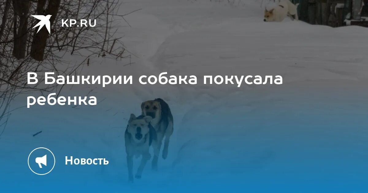 Собака башкирии. Собака башкирии