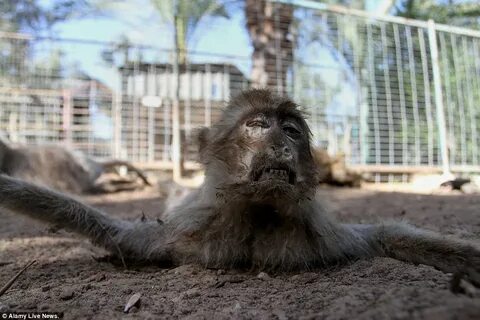 Monkey beating