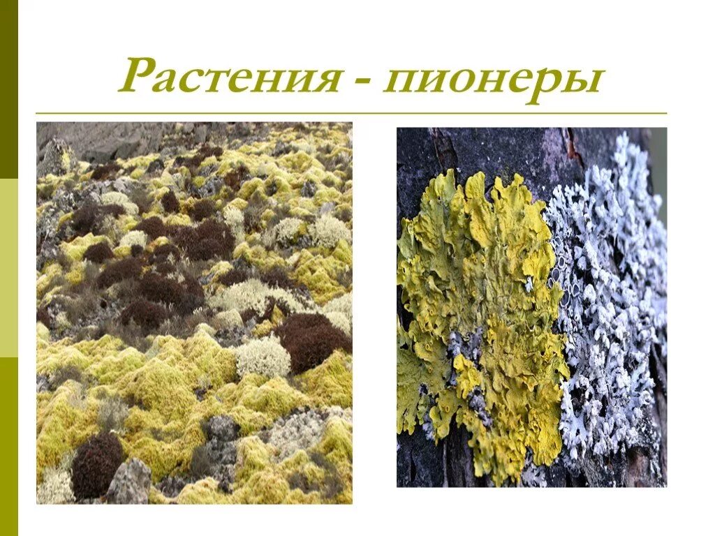 Лишайники пионеры растительного Покрова. Растения пионеры. Лишайники растения пионеры. Многообразие лишайников биология 7 класса.