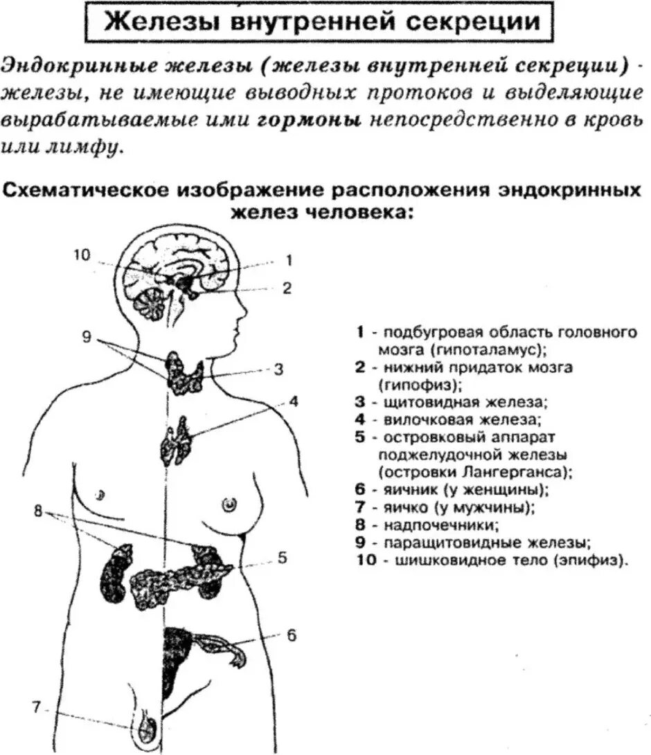 Эндокринная система железы внутренней секреции схема. Эндокринная система железы секреции. Функции железы внутренней секреции надпочечники. Эндокринная система ЖВС.