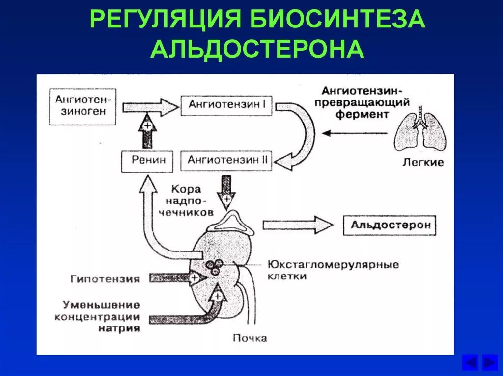 Гормоны надпочечников гормон гипофиза. Схема синтеза и секреции альдостерона. Схема регуляции секреции альдостерона. Схема регуляции синтеза и секреции альдостерона. Механизм регуляции секреции альдостерона.