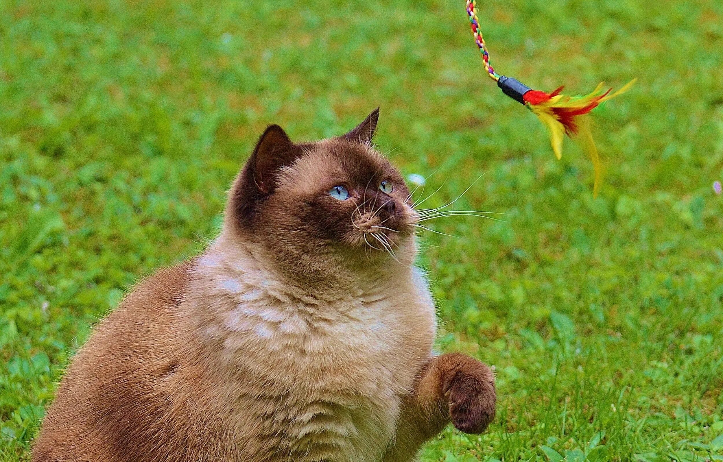 Cats лайк