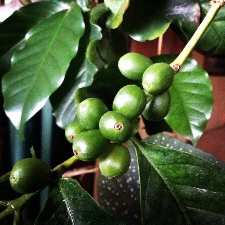 Кофейное дерево растение