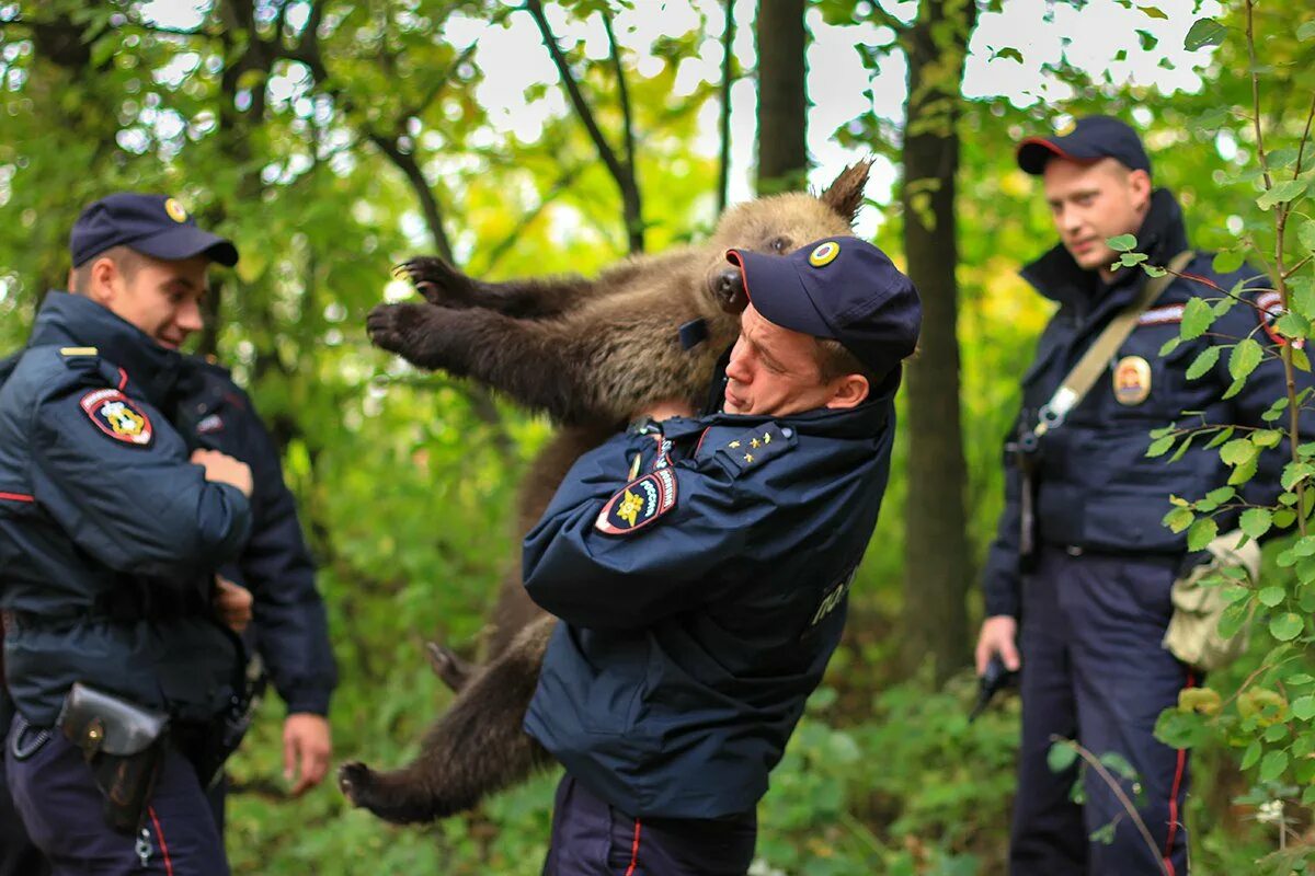 Медведь полицейский. Полицейские в лесу. Мидверь полицейский. Угрожает защищать