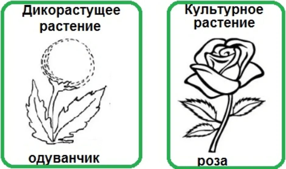 Дикорастущие и культурные растения раскраска. Раскраска культурные и дикорастущие цветы. Культурное растение рисунок. Рисунок дикорастущего и культурного растения. Культурные растения нарисовать