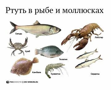 Ртуть в рыбе