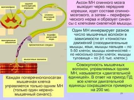 Двигательные волокна спинномозговых нервов образованы