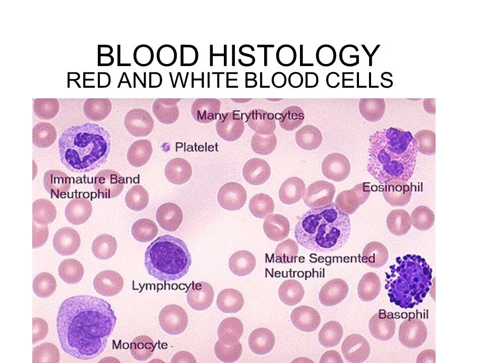 Препарат крови тест. Клетки крови мазок гистология. Форменные элементы крови гистология препарат. Гистологический препарат мазок крови. Моноцит гистология.