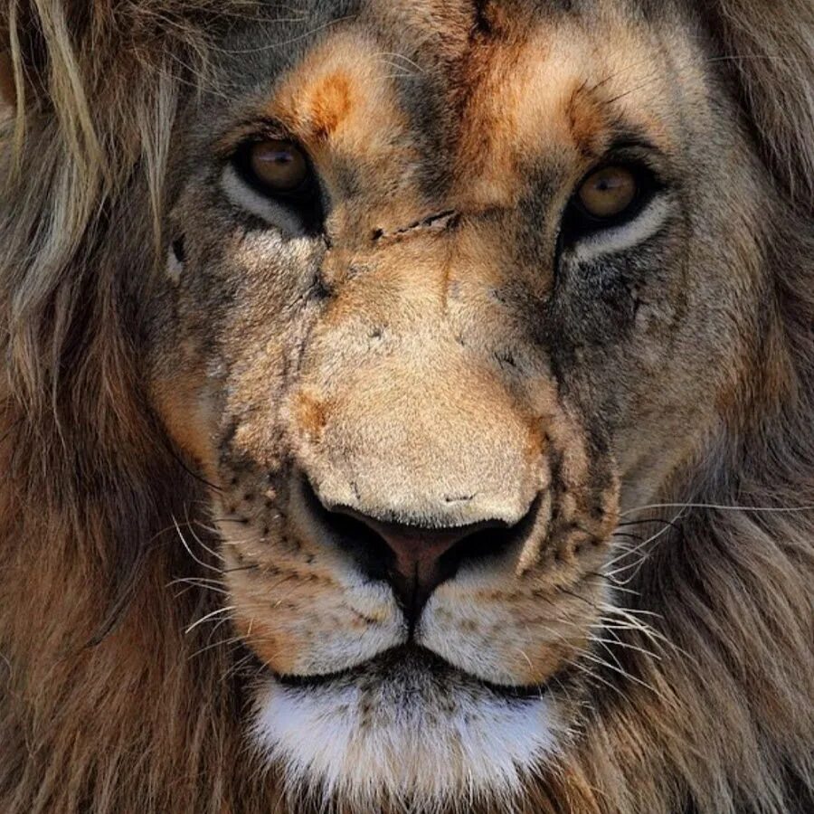 Лев цитаты. Лев цитаты. Лев цитаты. Спокойствие льва. Морда льва.