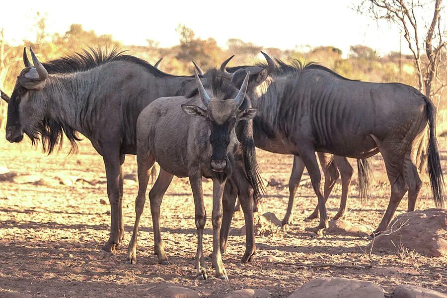 Stand animal. South Africa Wildlife. Animals names found in Africa. Animals from South Africa. Scary Wild animals are standing near a satisfied man.