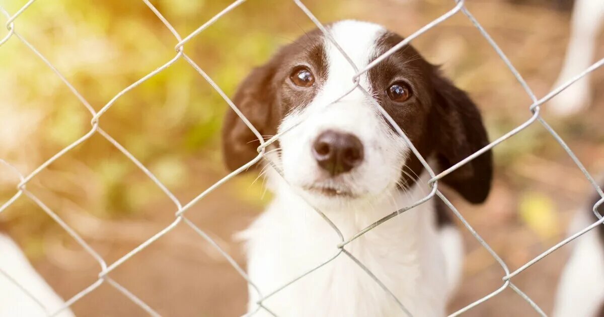 Animal shelter dogs. Анимал шелтер. животные в приюте. фон приют для животных. dog shelter usa.