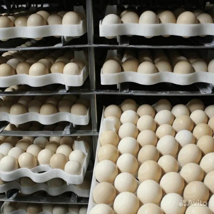 Купить бройлерные инкубационные яйца. Росс 308 яйцо. Инкубационное яйцо бройлера рос 308. Инкубационное яйцо бройлера Росс 308. Инкубация Росс 308.