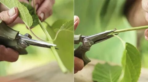 Укореняем гортензию метельчатую черенками осенью