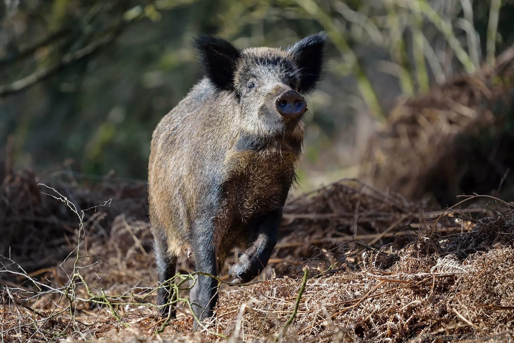 Очень дикого кабана. Европейский дикий кабан sus scrofa Ferus. Вепрь кабан. Лесной кабан Геншин. Камышовый кабан.