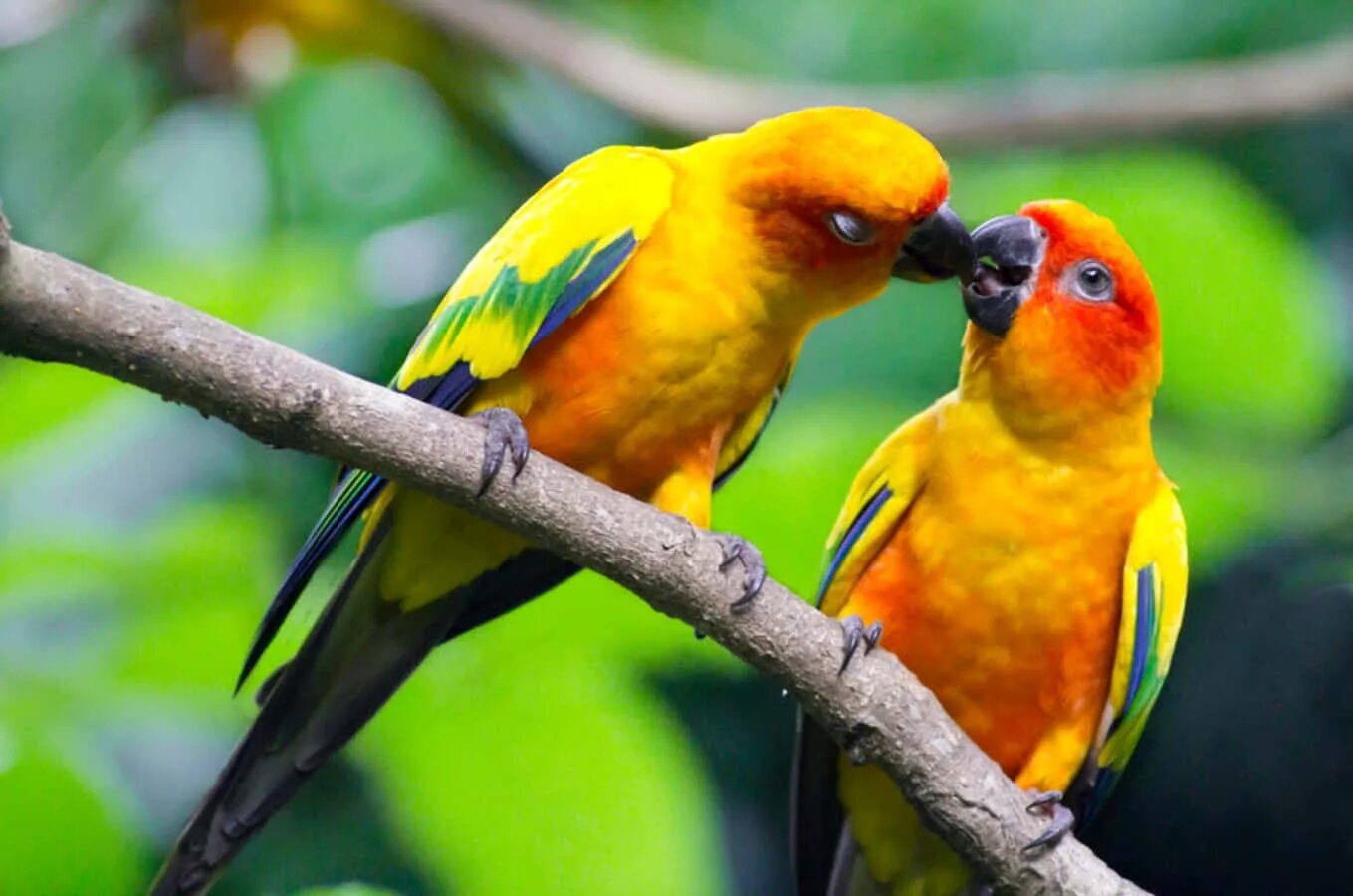 I love birds. Попугаи неразлучники Какаду. Попугай золотой аратинга. Попугай аратинга желтый. Попугай неразлучник оранжевый.