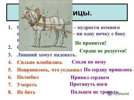 Надел 4 буквы