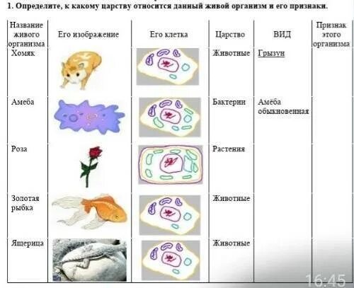 Назови царство. Определить к какому царству принадлежит. Царство живых организмов и их отличительные черты 5 класс. К какому царству относится данный организм?. Почему человек относится к царству животных.