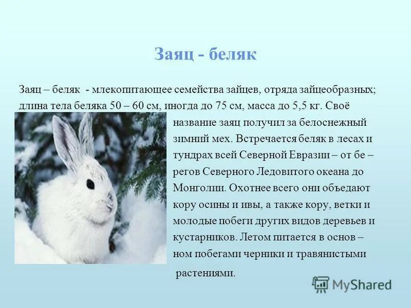 Сибирское прозвище зайца 5 букв. Заяц Беляк кратко. Рассказ про зайца русака и беляка. Заяц Беляк на земле. Описание внешности зайца беляка.