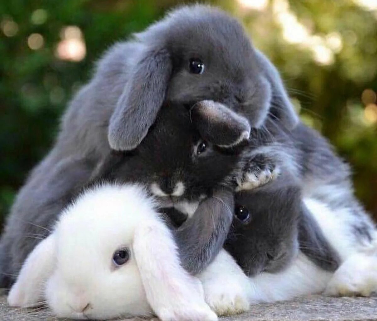 Хопи зайка. Mini lop кролик. Милые зайчики. Красивый зайчик. Милый зайчик.