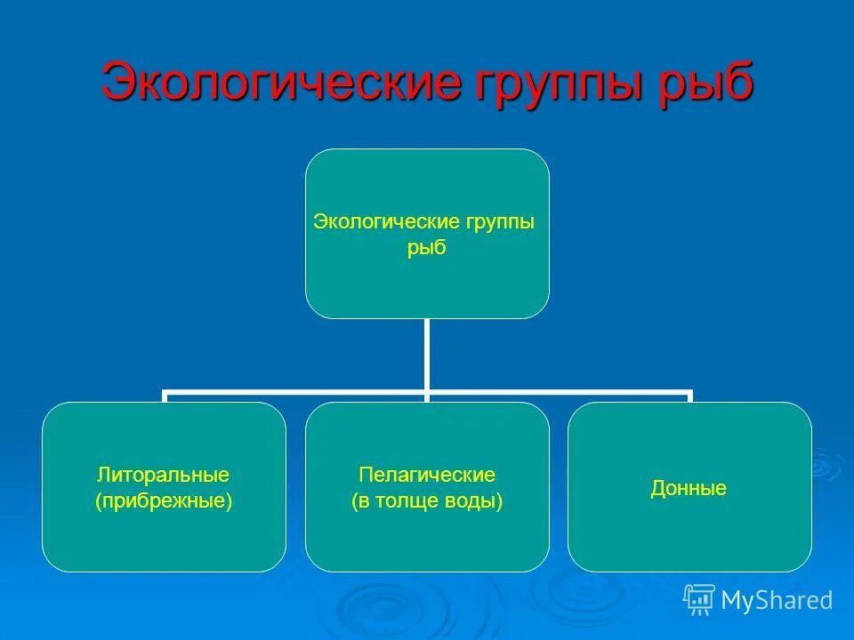 Экологические группы классификация. Экологическая классификация рыб. Экологические группы рыб по местам обитания. Экологические группы рыб рыб. Экологическая группа класс рыбы.