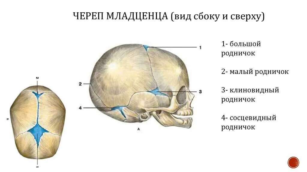 Родничок закрывается норма. Роднички черепа анатомия. Роднички черепа новорожденного. Сосцевидный Родничок у новорожденных. Роднички новорожденного анатомия черепа.